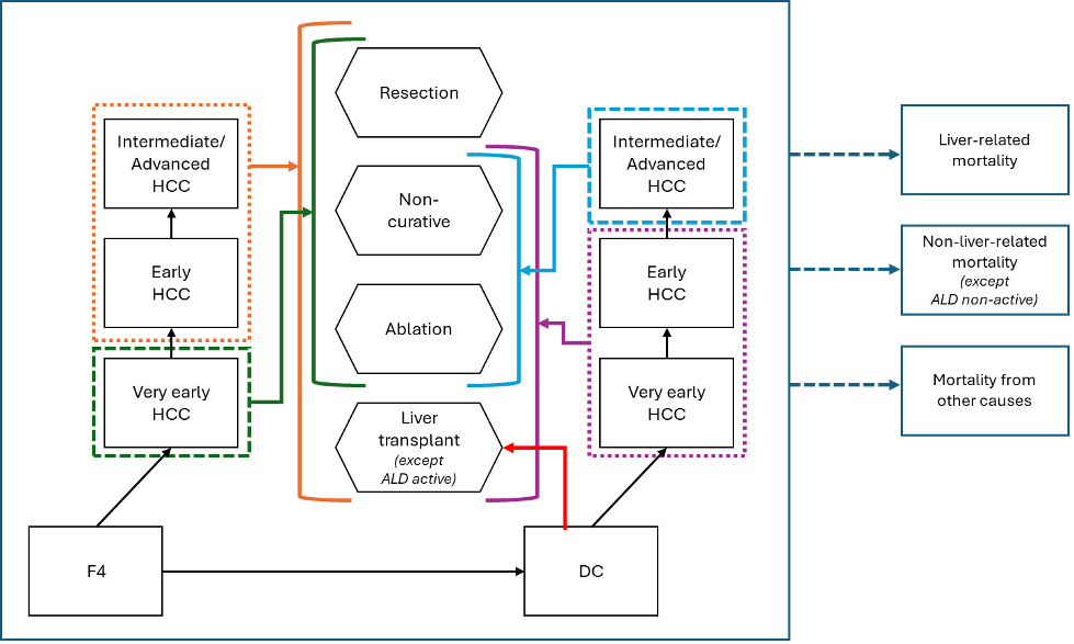 HCC model schematic showing cirrhosis, HCC progression, treatment pathways, and mortality